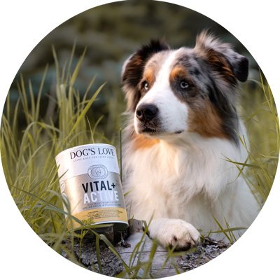 Unser DOG'S LOVE Vital Aktiv steht auf dem Blatt einer Sonnenblumen und ein Hund riecht daran