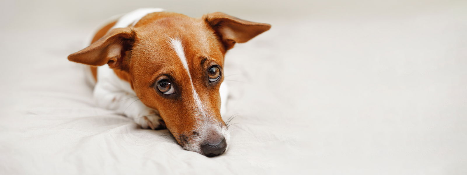 Hund liegt auf einem Leintuch