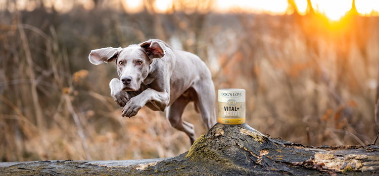 Ein Hund der über einen Holzstamm springt auf dem eine Dose DOG'S LOVE Vital Pulver steht