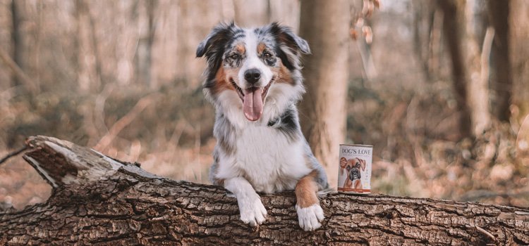 Ein Hund der seine Pfoten über einen umgefallenen Baum hängen läst und neben dem eine Dose DOG'S LOVE Bio Futter steht