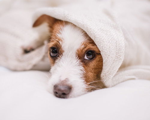 Ein Hund versteckt sich unter einer Decke
