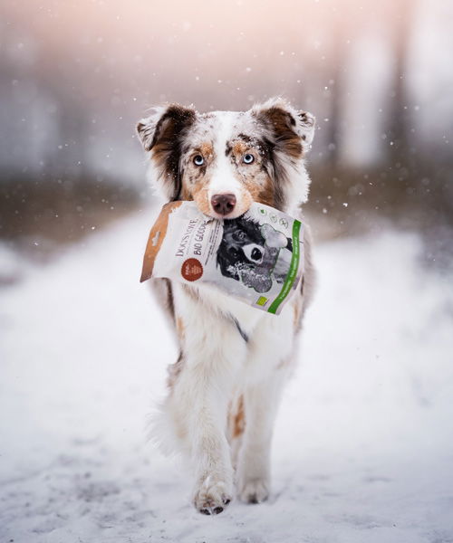 Hund läuft durch den Schnee und hat eine Packung DOG'S LOVE Snacks im Maul