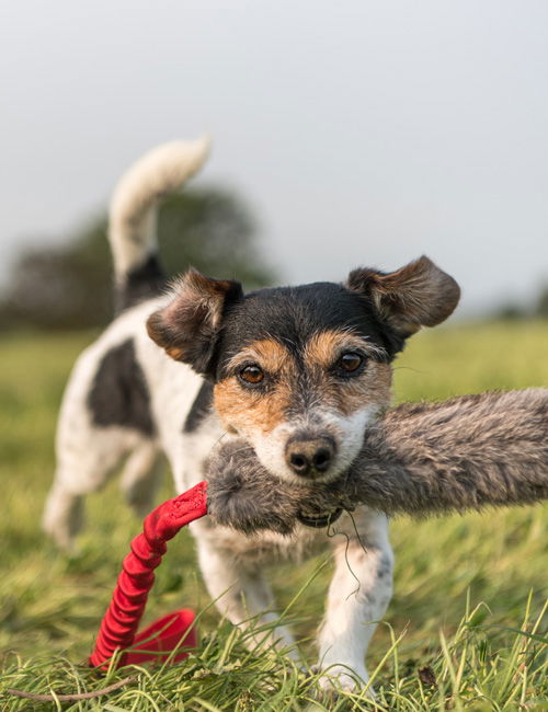 Hund hält ein Spielzeug im Maul