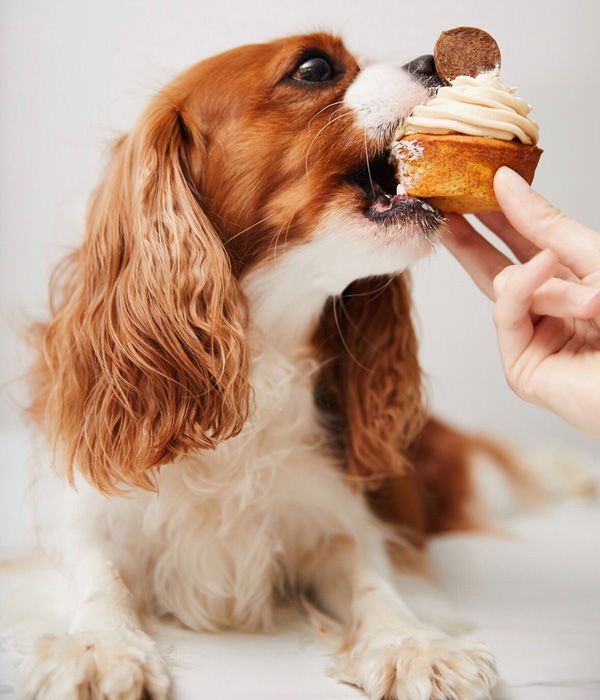 Hund isst einen Hunde Cupcake