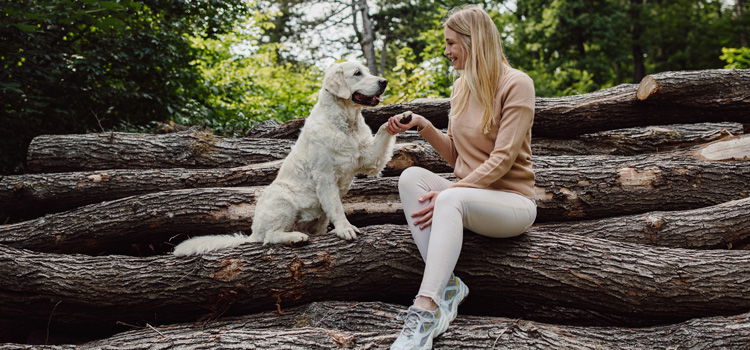 Ein Hund gibt einer Frau die Pfote