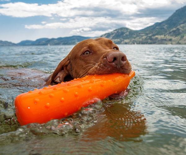 Ein Hund schwimmt mit einem Wasserspielzeug im Maul