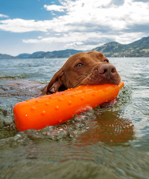 Ein Hund schwimmt mit einem Wasserspielzeug im Maul