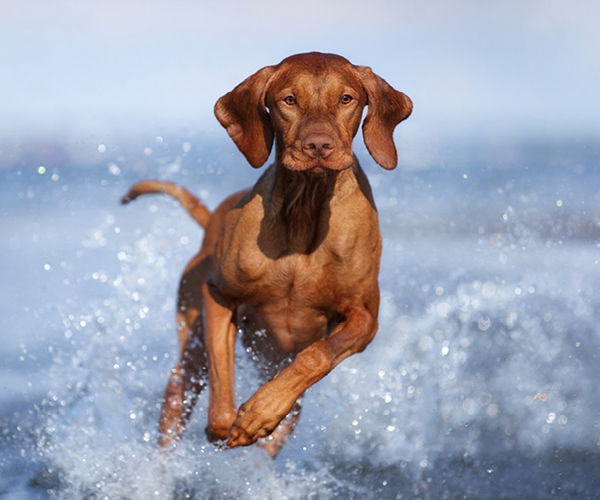 Ein Hund läuft durchs Wasser
