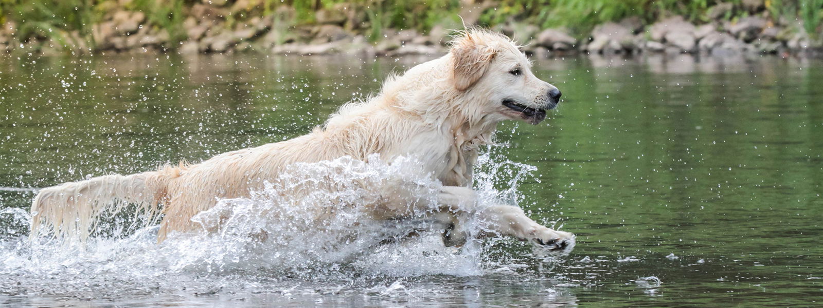 Ein Hund schwimmt im Wasser