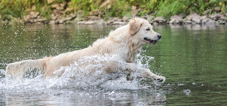 Ein Hund schwimmt im Wasser