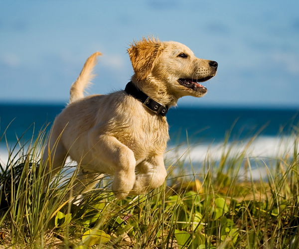 Kleiner Welpe am Meer in der Sonne mit blauem Himmel