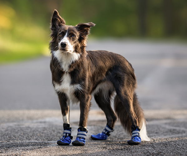 Hund mit Hundeschuhe auf einer Straße