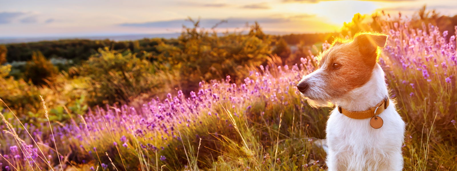 Hund in der Natur neben einer Blumenwiese mit Sonnenschein