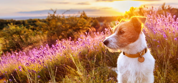 Hund in der Natur neben einer Blumenwiese mit Sonnenschein