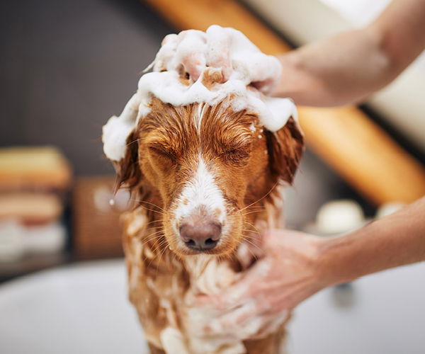 Hund wird mit Hunde-Shampoo gewaschen