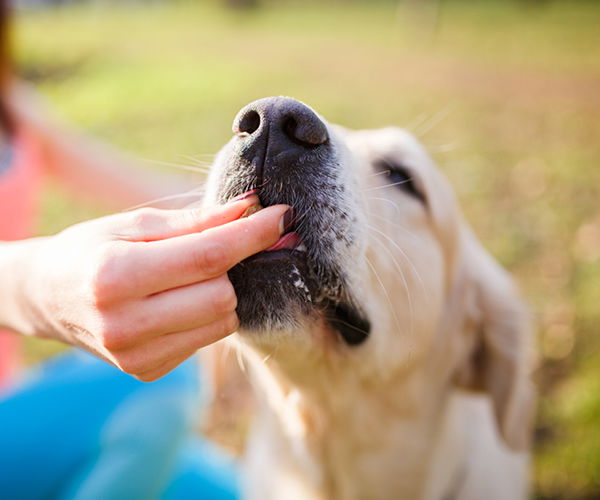 Hund frisst aus der Hand ein Leckerli