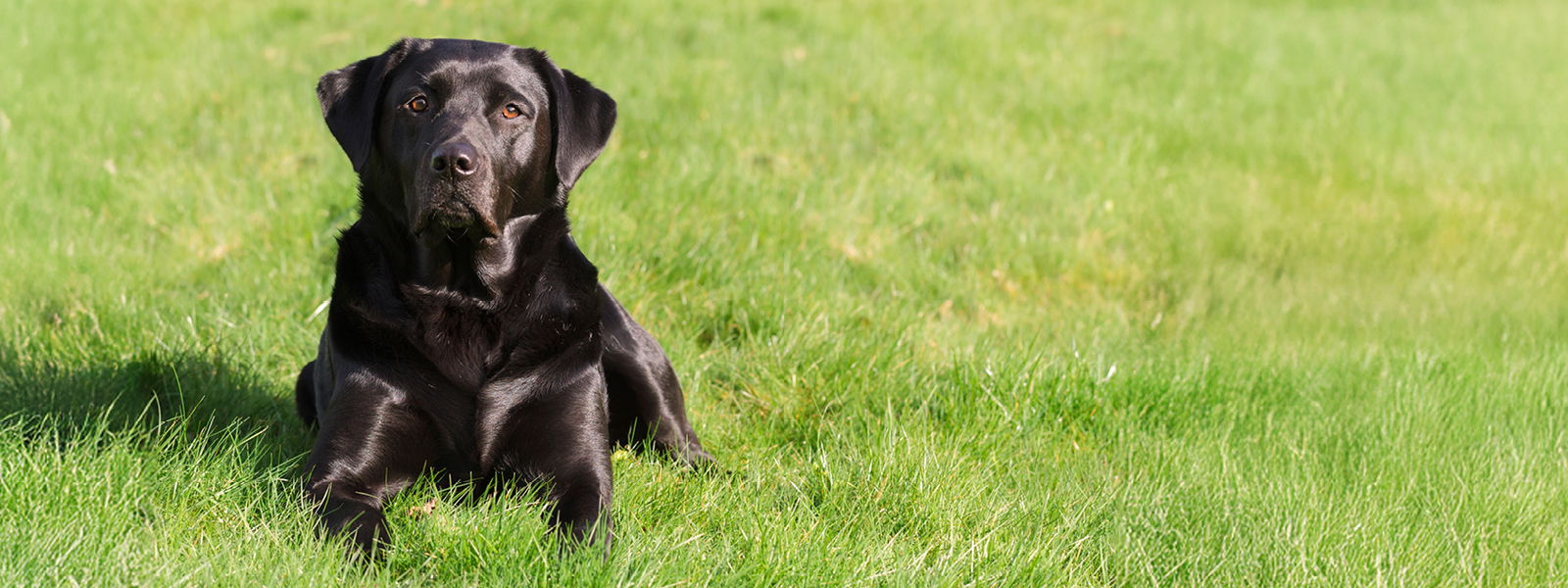 Hund mit glänzendem Fell liegt auf einer Wiese
