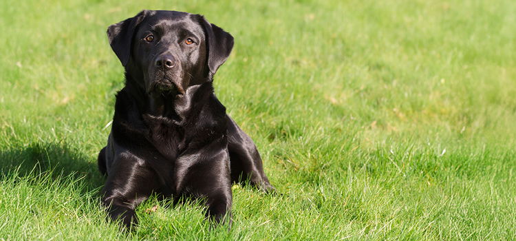 Hund mit glänzendem Fell liegt auf einer Wiese