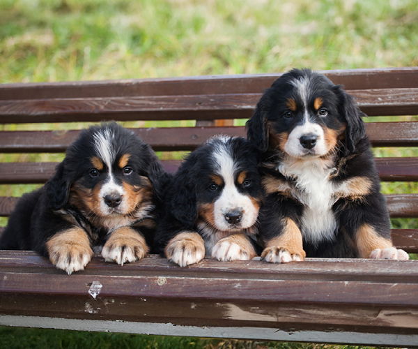 Drei Berner Sennenhunde Welpen