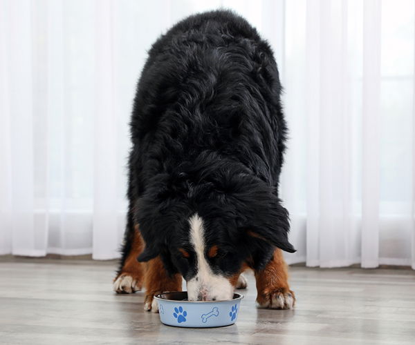 Berner Sennenhund frisst Hundefutter