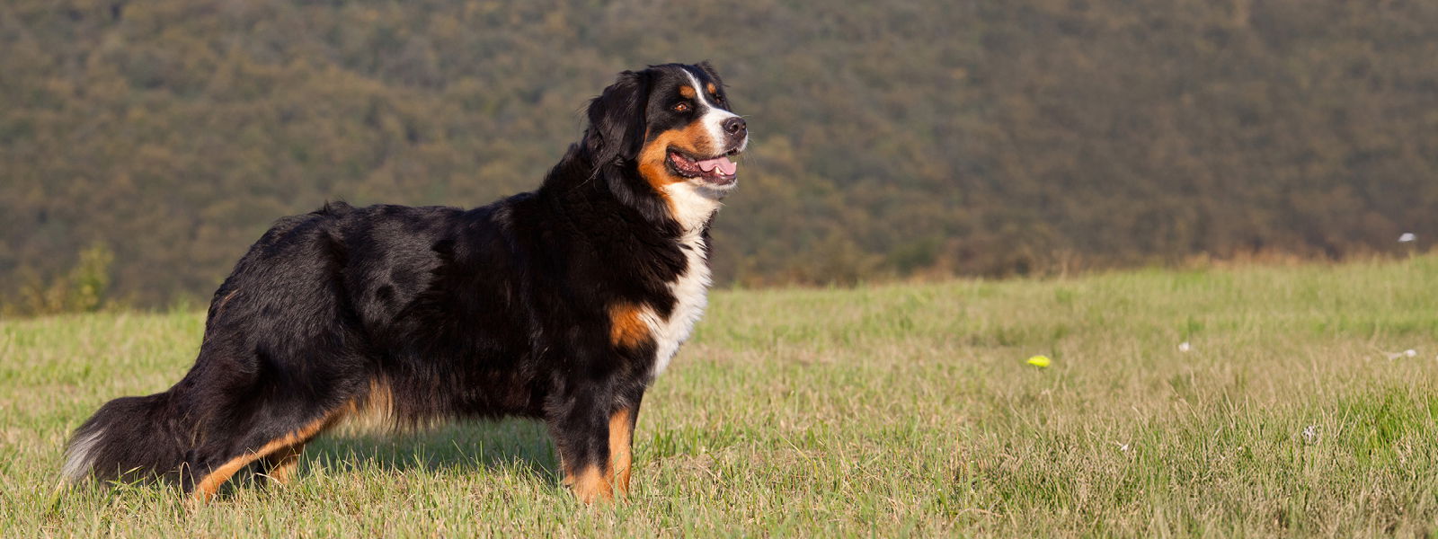 Berner Sennenhund auf einer Wiese