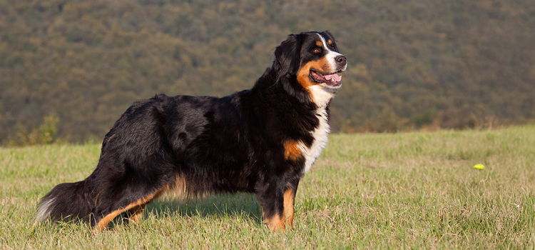 Berner Sennenhund auf einer Wiese