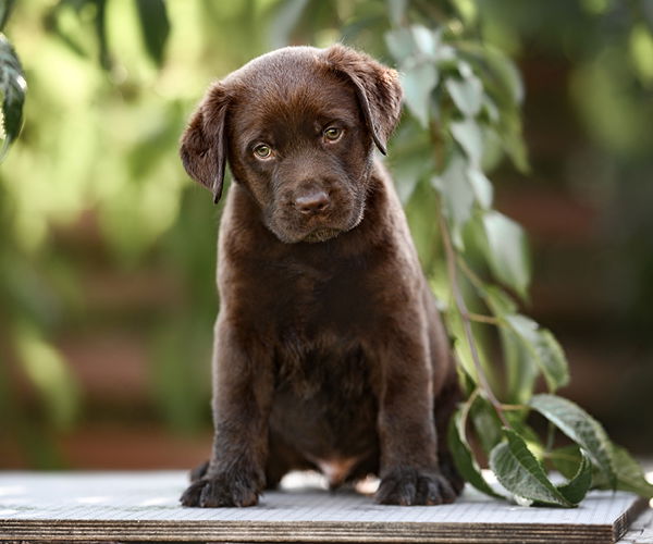 Ein Labrador Retriever Welpe