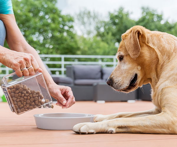 Hund bekommt Trockenfutter