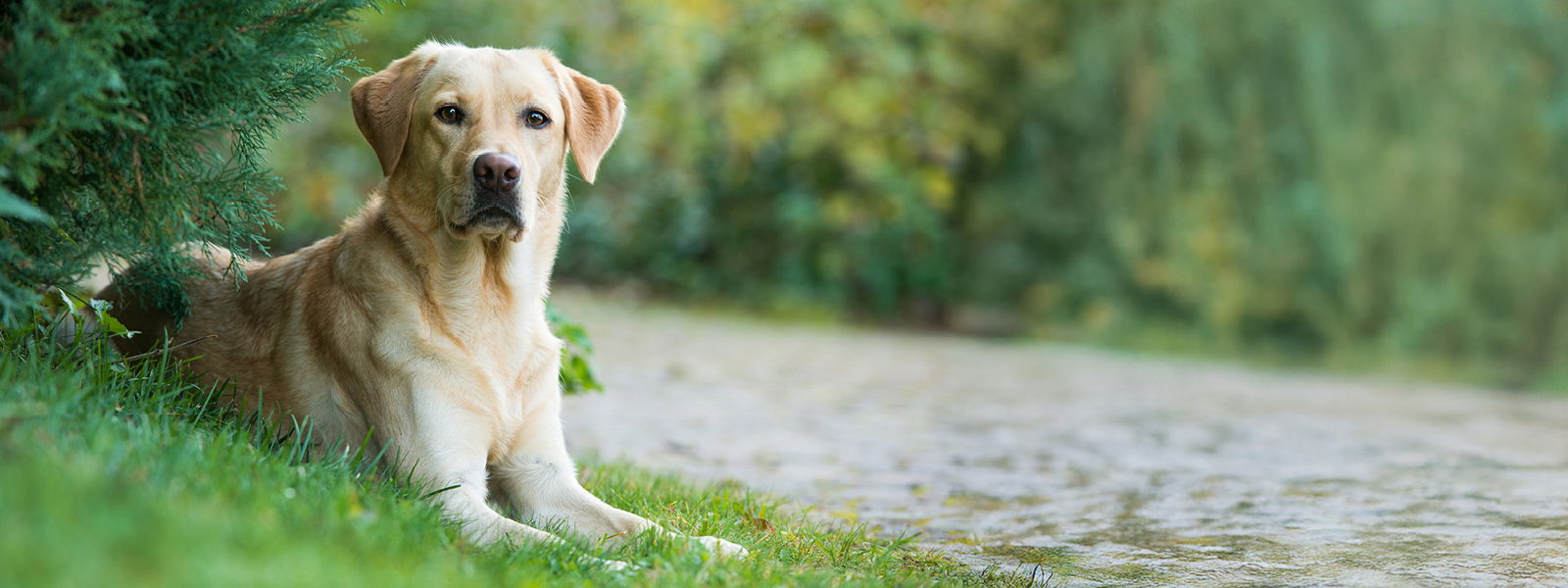 Labrador Retriever liegt neben einem Weg