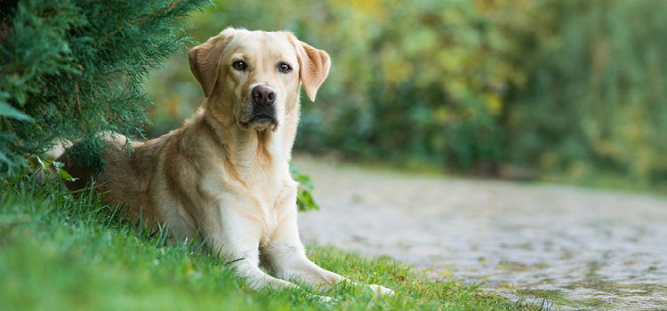 Labrador Retriever liegt neben einem Weg