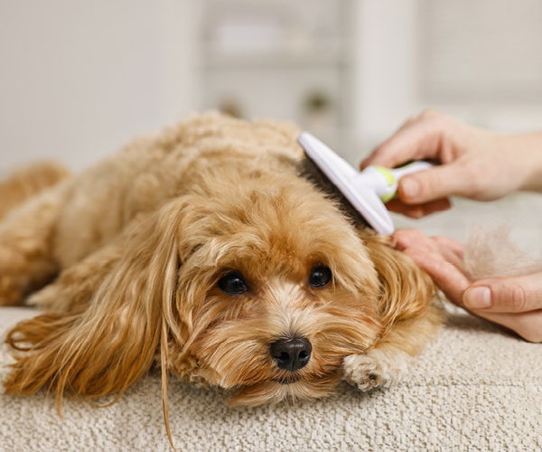 Hund wird mit einer Bürste gebürstet