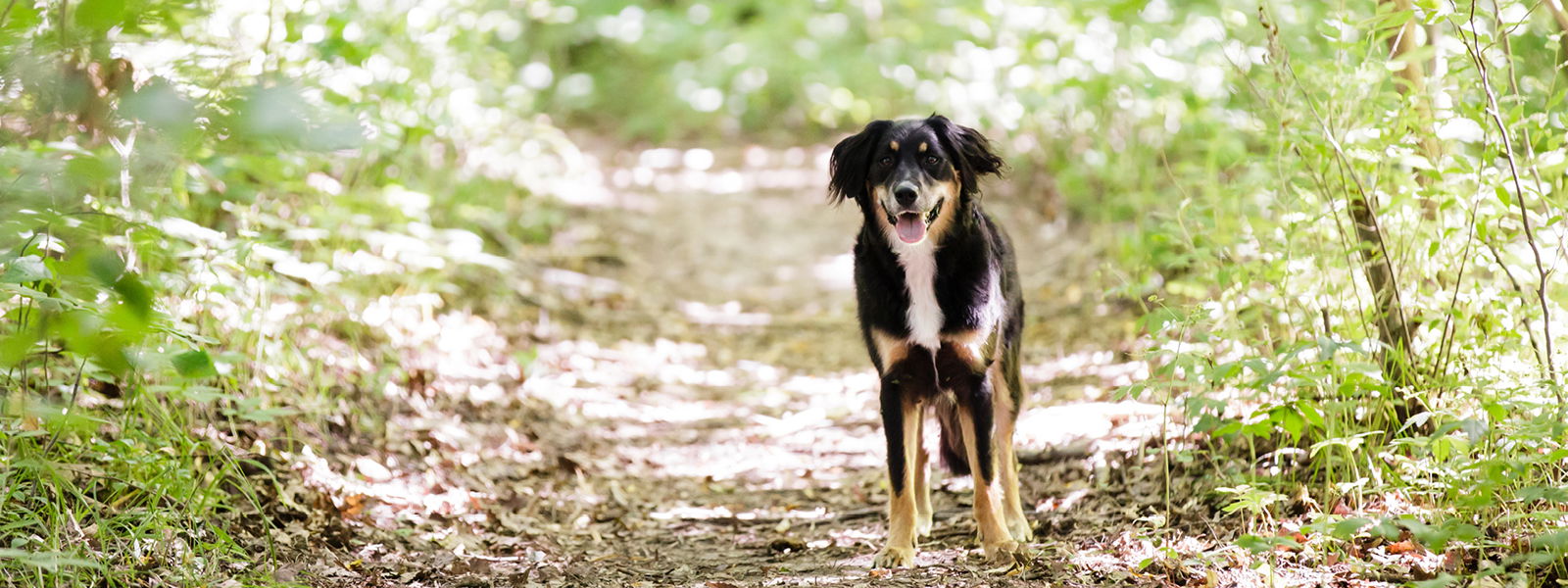 Hund spaziert durch einen Wald