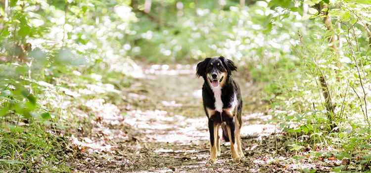 Hund spaziert durch einen Wald