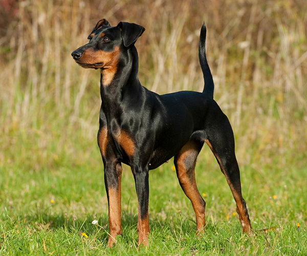 Ein Hund mit einer hochgetragenen Rute
