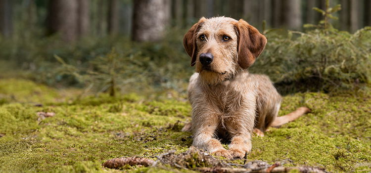Eine österreichische Hunderasse sitzt im Wald