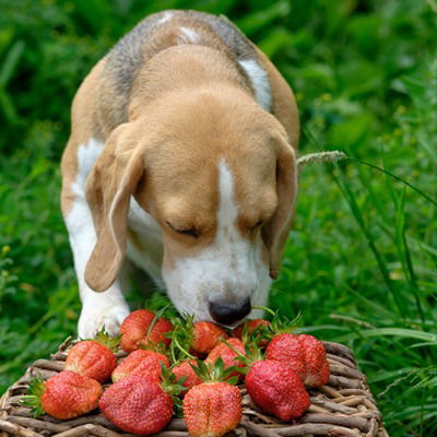 Hund riecht an mehreren Erdbeeren