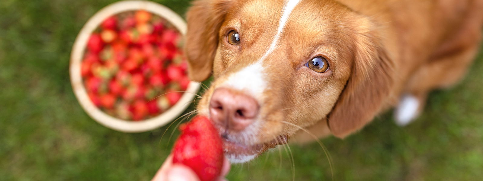 Ein Hund riecht an einer Erdbeere