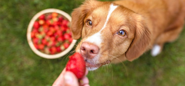Ein Hund riecht an einer Erdbeere