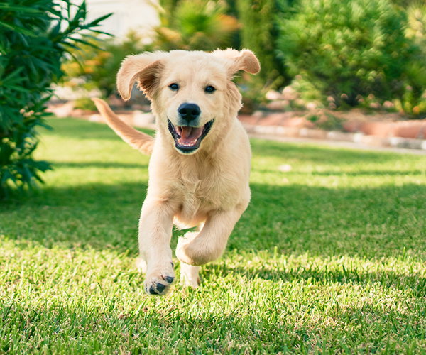 Ein Welpe l&auml;uft