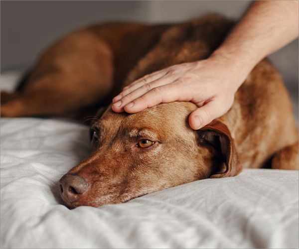 Hund liegt müde auf einer Decke