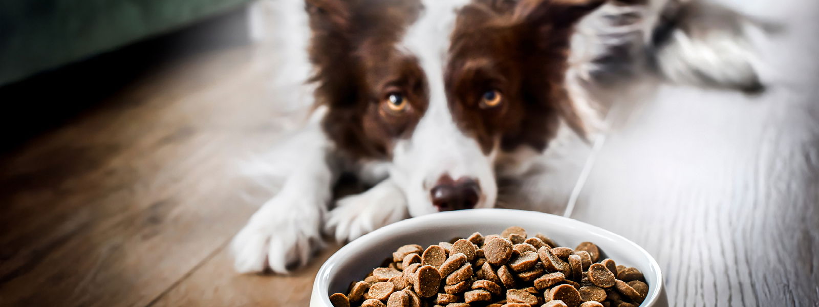 Hund riecht an Futter