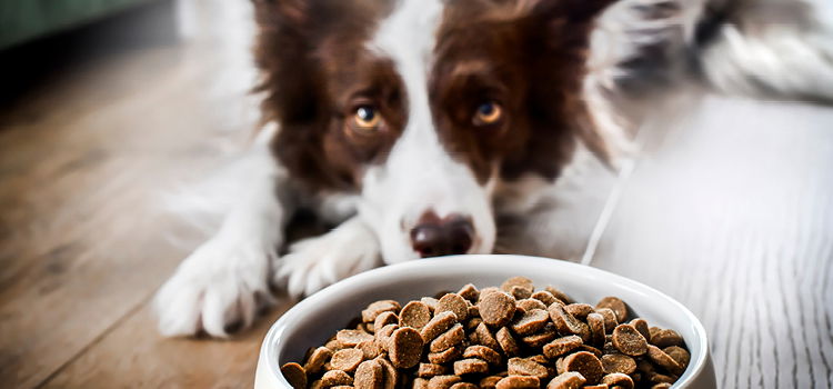 Hund riecht an Futter