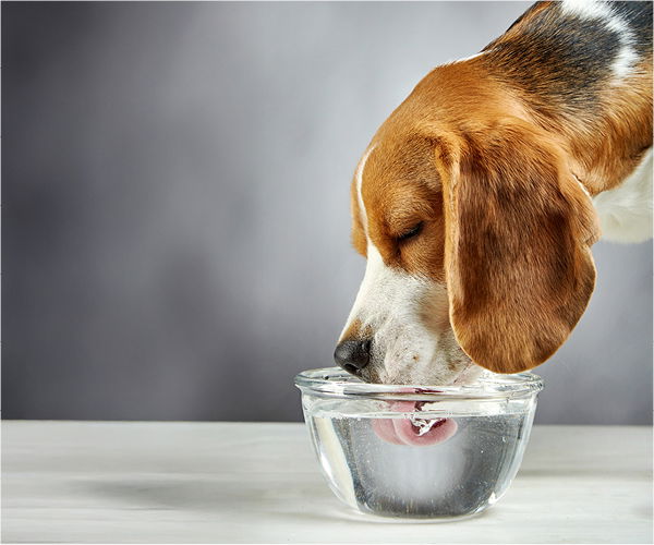 Hund trinkt Wasser
