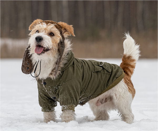 Hund trägt einen Hundemantel