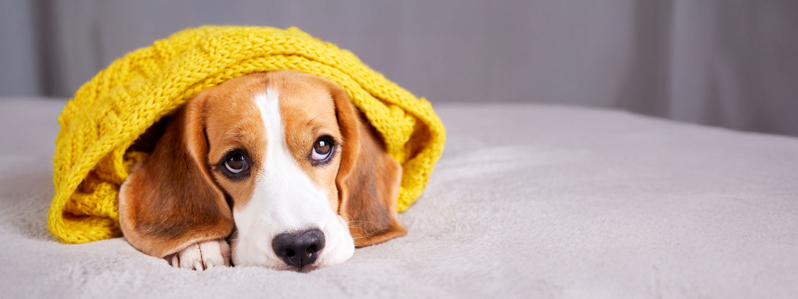 Hund mit Erkältung liegt erschöpft in einem Bett
