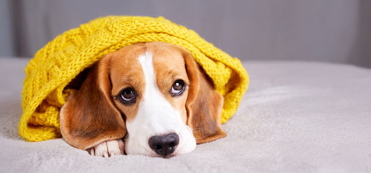 Hund mit Erkältung liegt erschöpft in einem Bett