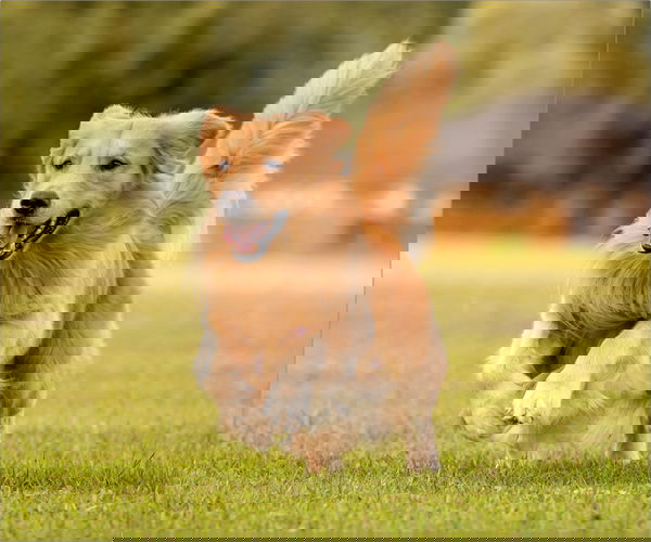 Hund läuft auf einer Wiese