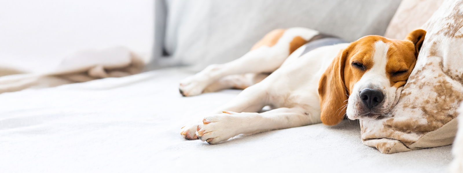 Hund schläft auf einem Sofa
