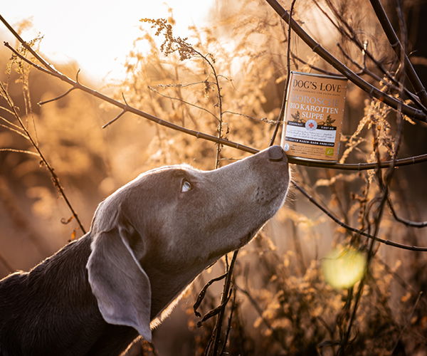 Hund riecht an einer Dose Morosche Karottensuppe von Dogslove