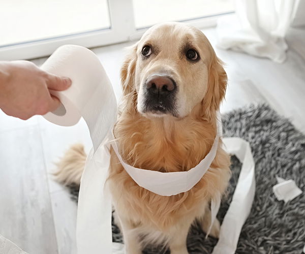 Hund mit einer Rolle Klopapier